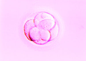 Blastozystentransfer - Zellteilung